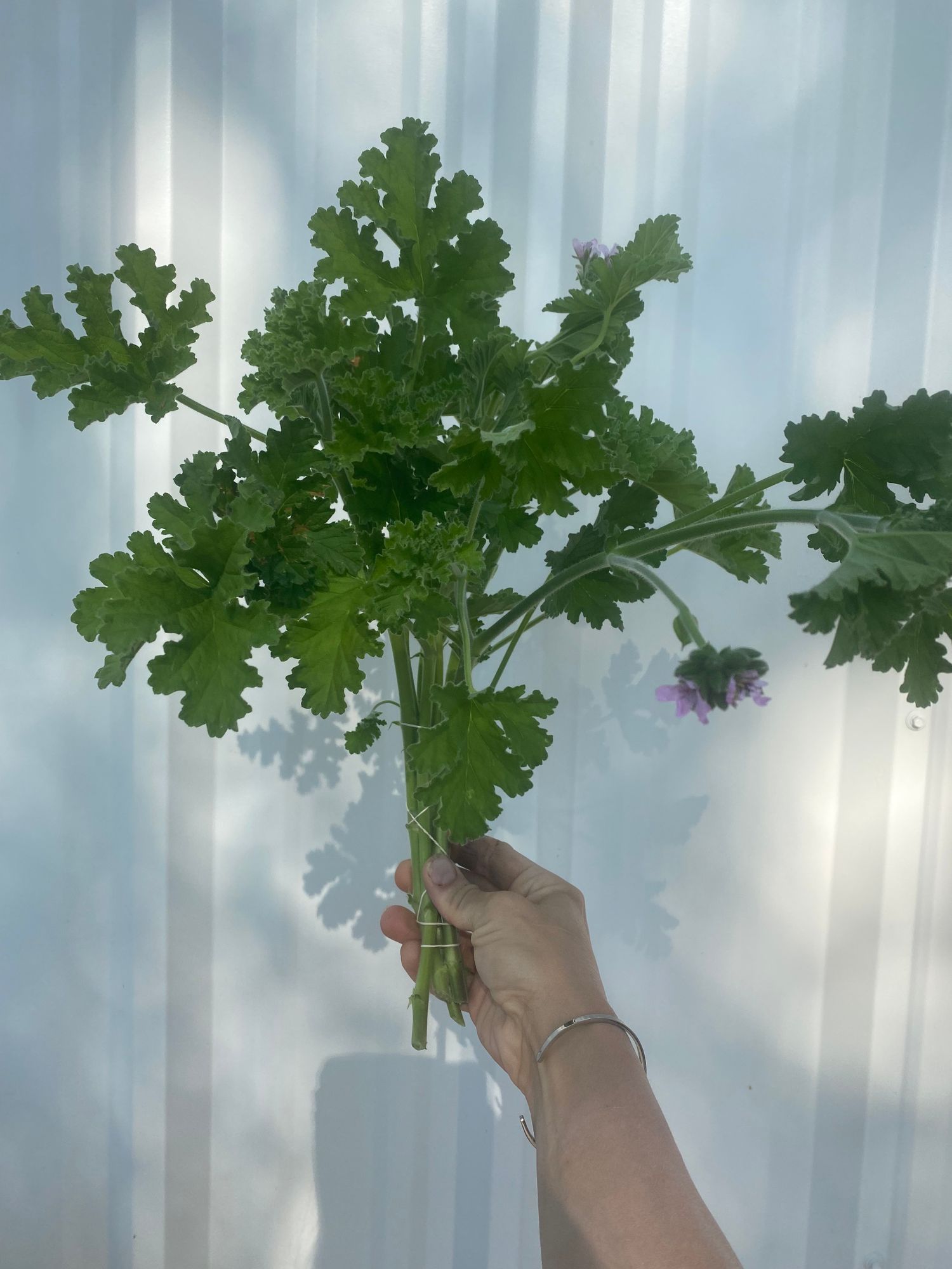 PELARGONIUM Attar of Rose