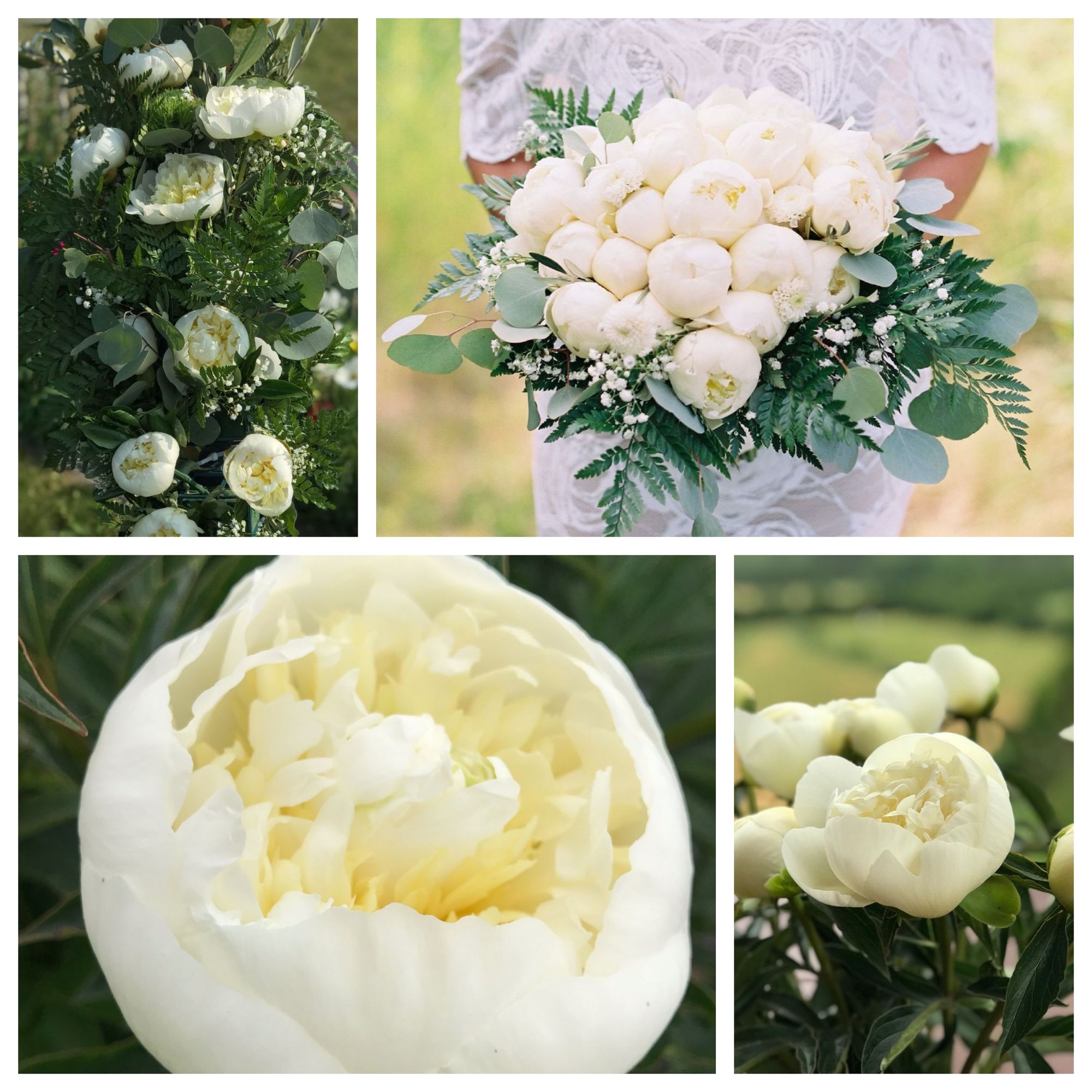PAEONIA lactiflora Duchesse De Nemours