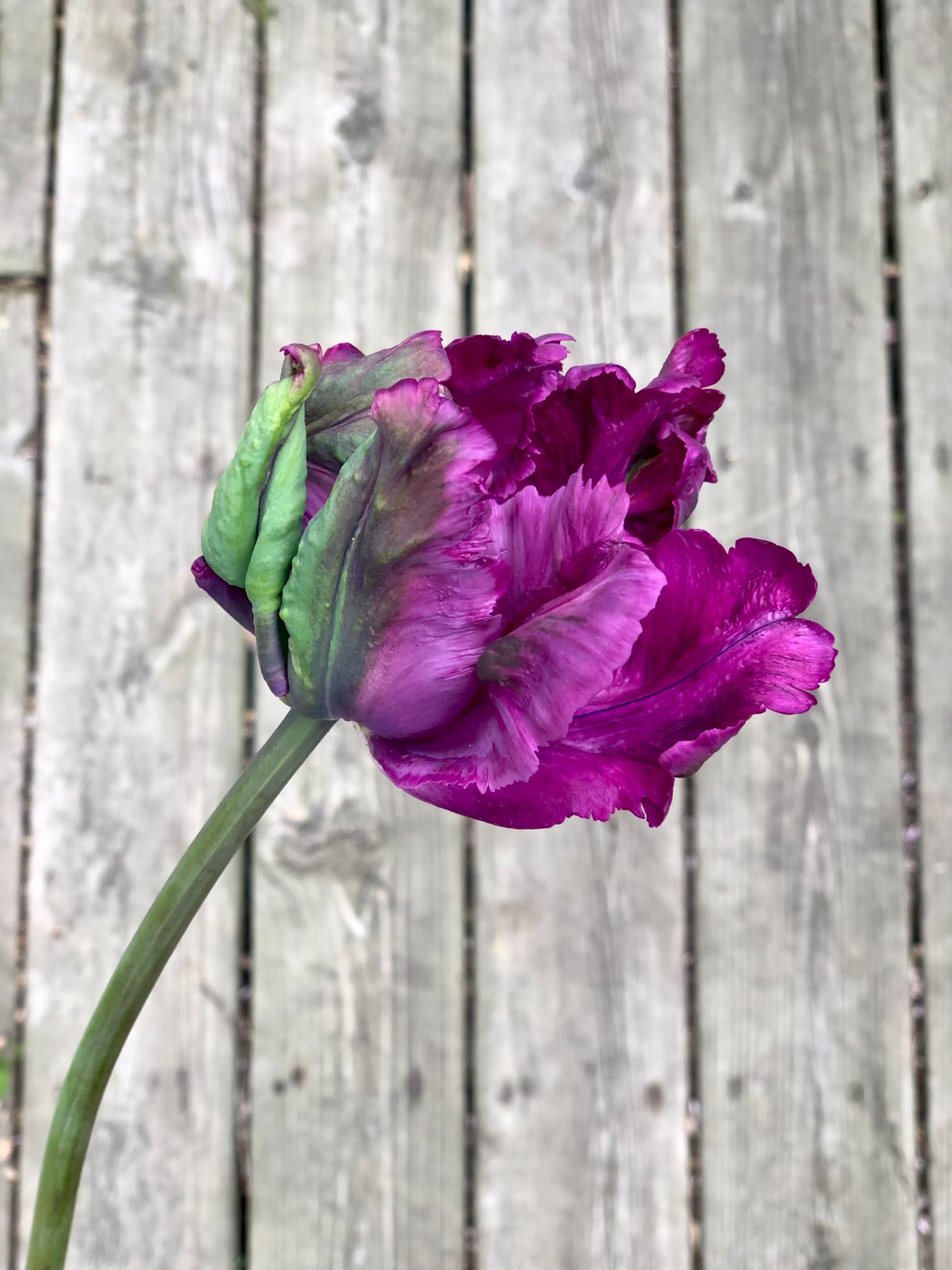 TULIPA Negrita Parrot