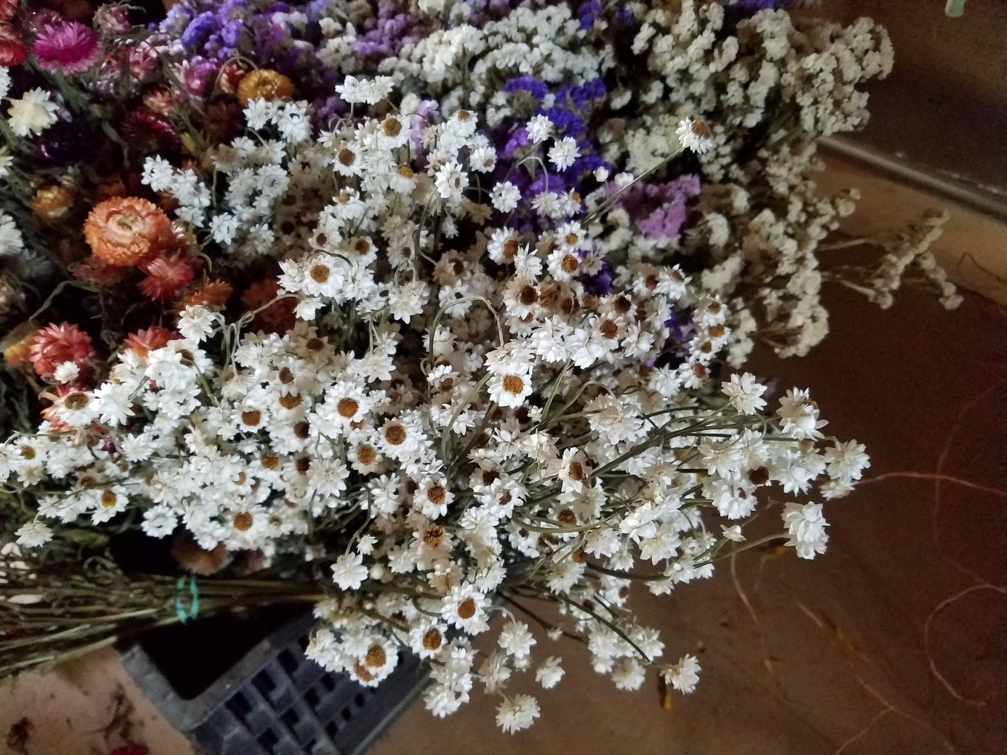 AMMOBIUM alatum