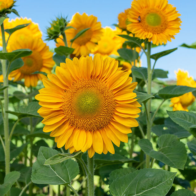 HELIANTHUS annuus ProCut