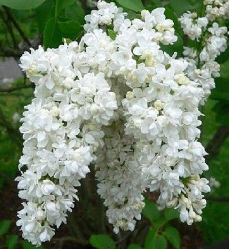 SYRINGA vulgaris