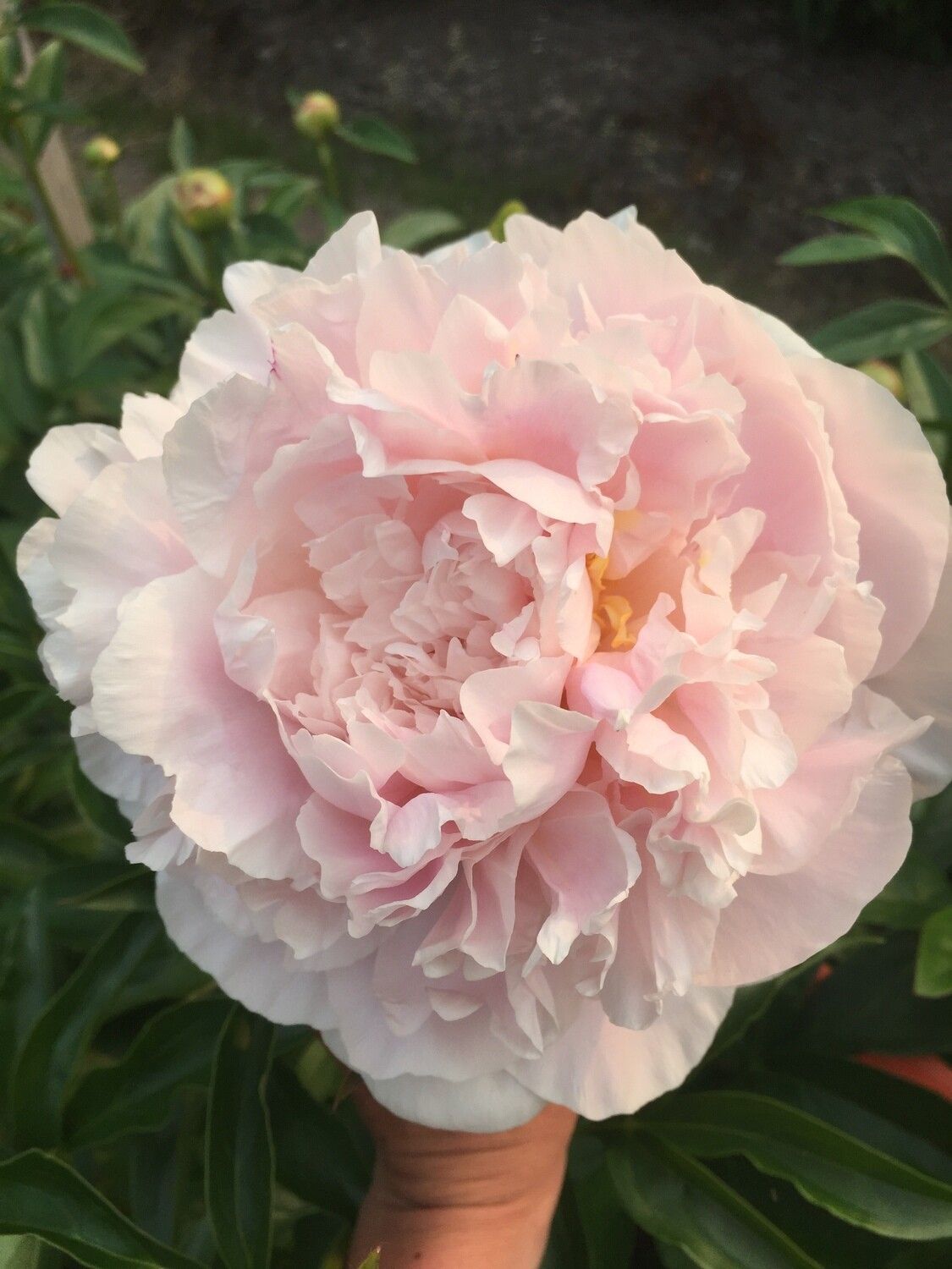 PAEONIA lactiflora x hybrid My Love