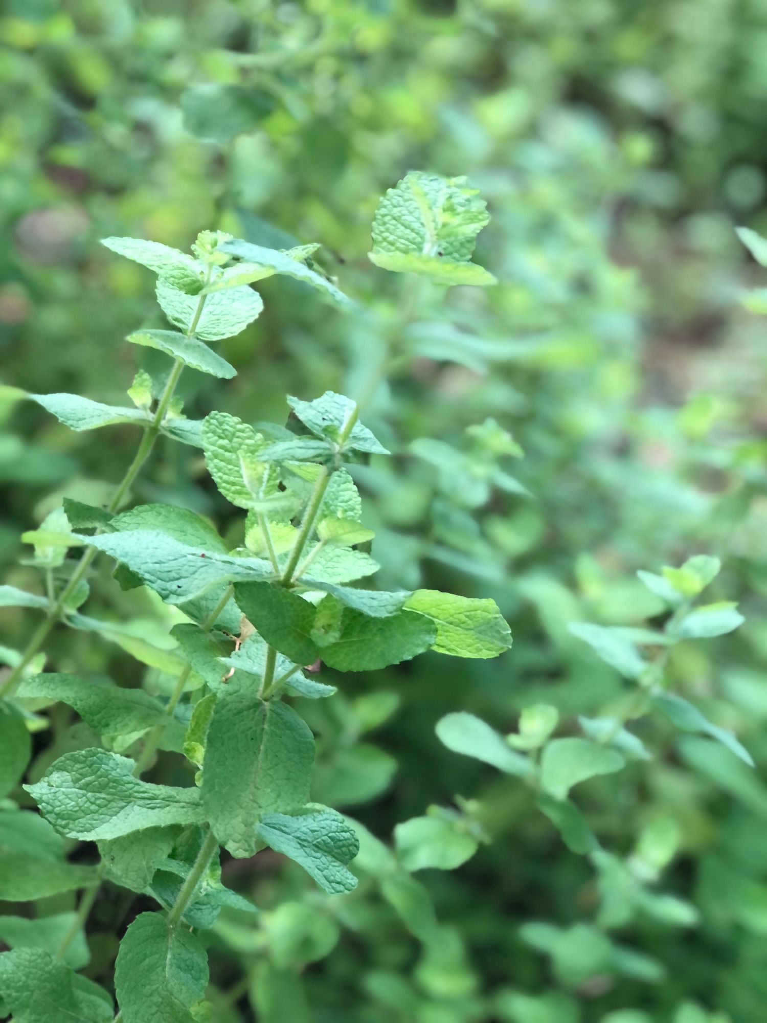 MENTHA suaveolens