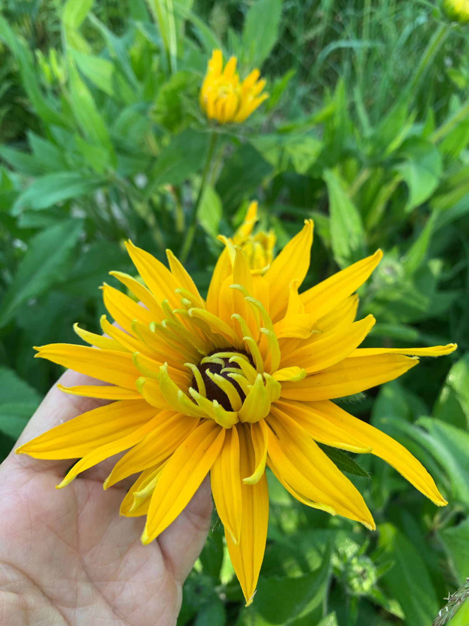 RUDBECKIA hirta Indian Summer