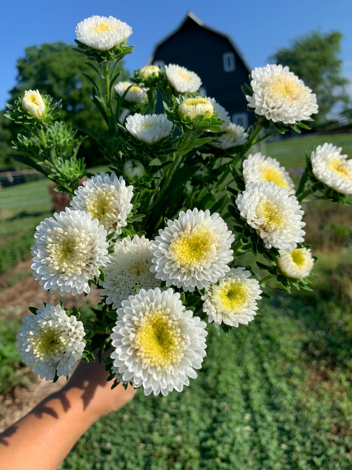 CALLISTEPHUS chinensis Bonita