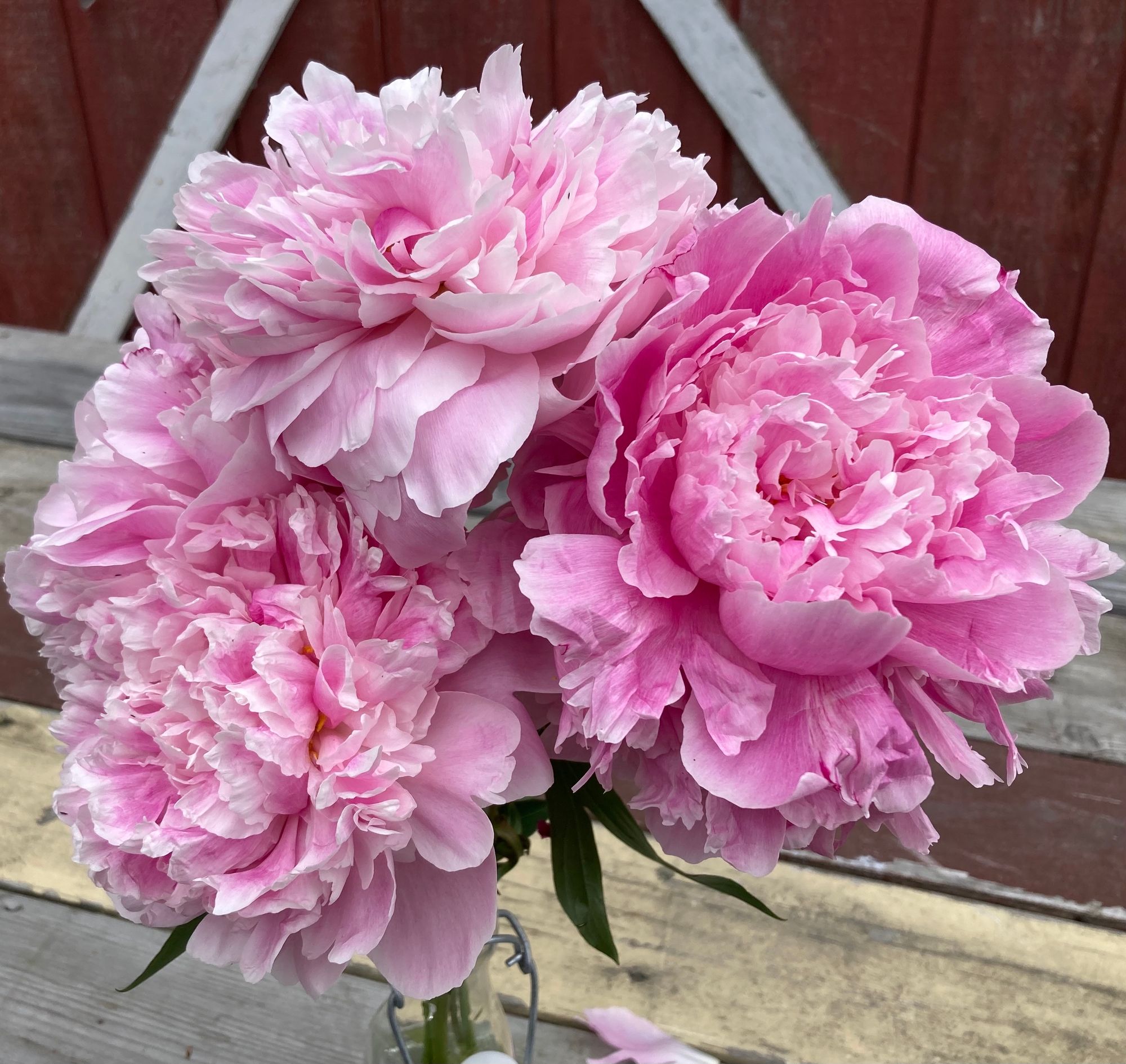 Everyday Bouquet Perfectly Pink (15 stems)
