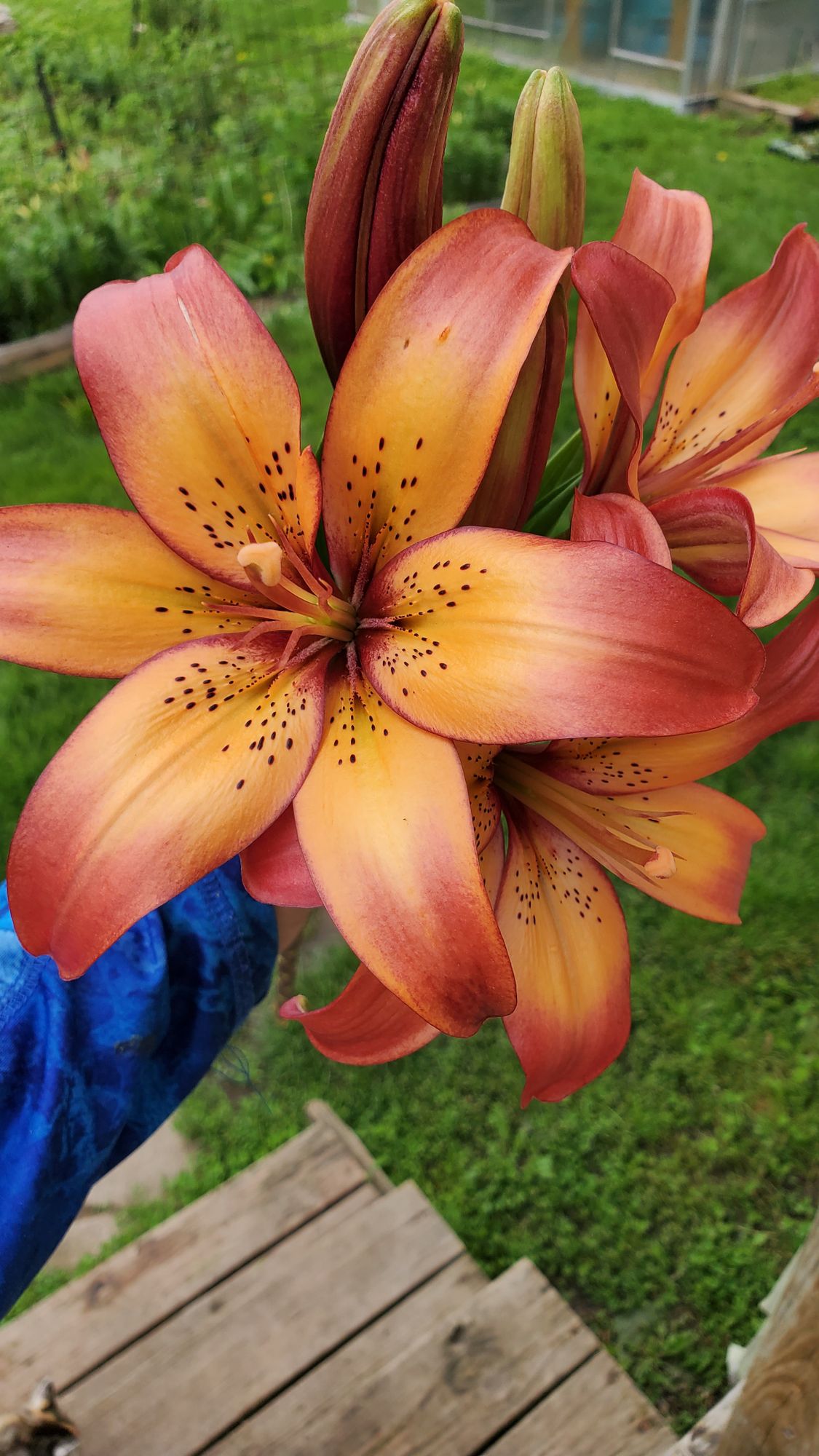 LILIUM longiflorum x asiatic