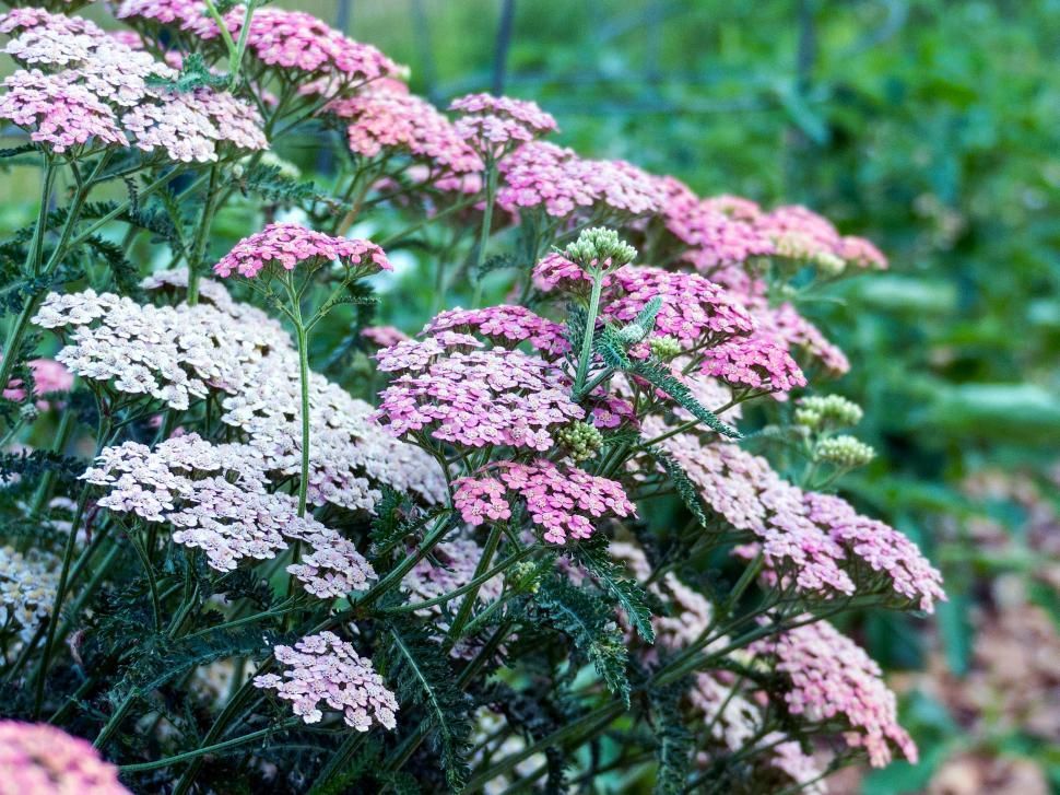 ACHILLEA millefolium