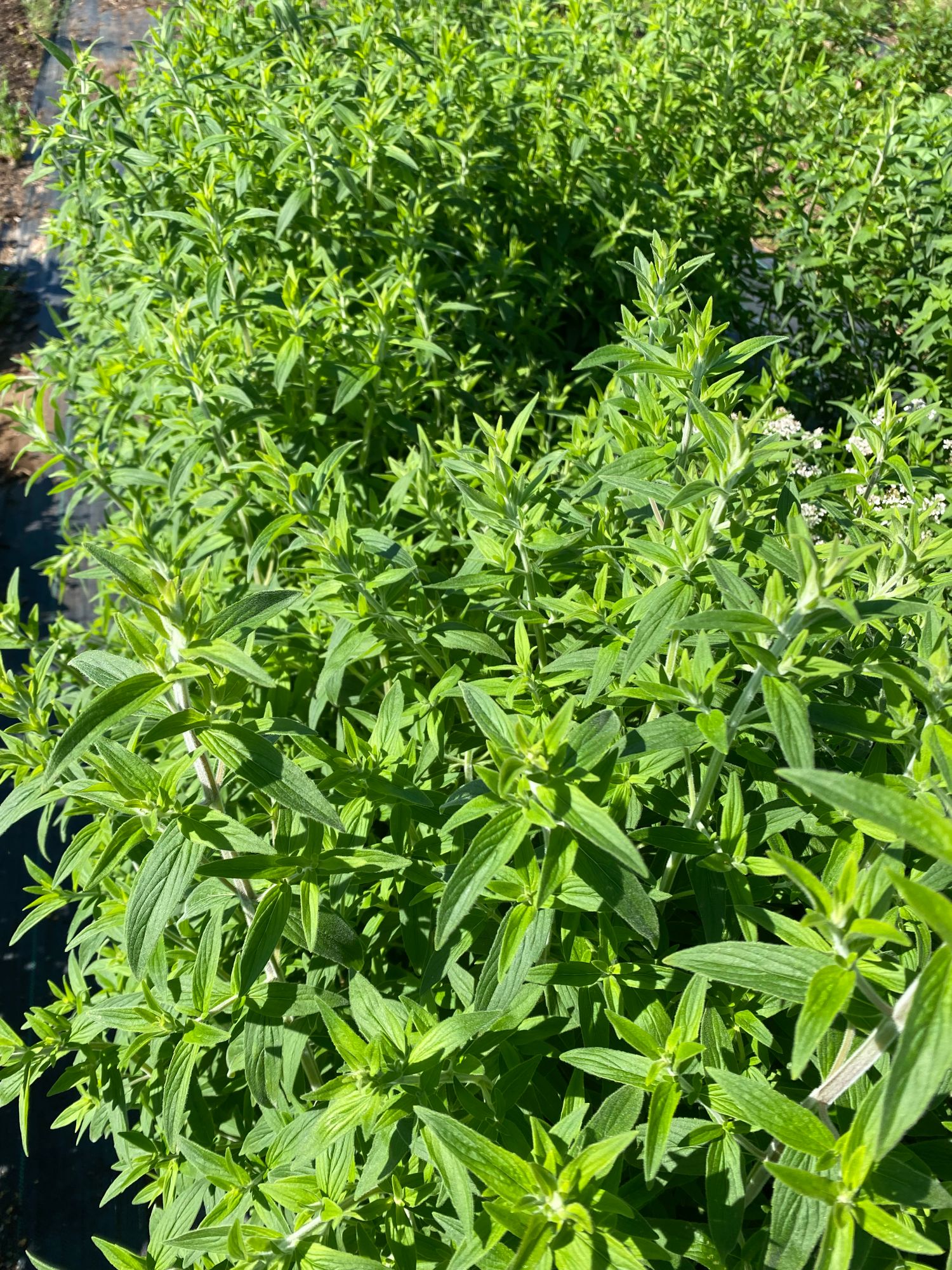 PYCNANTHEMUM virginianum