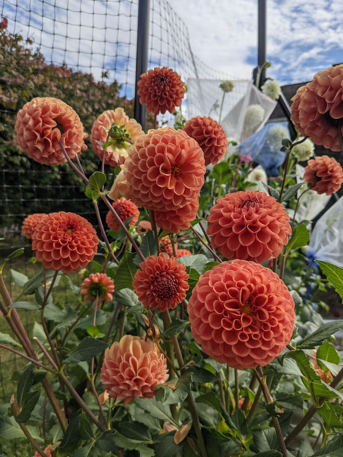 DAHLIA Ball