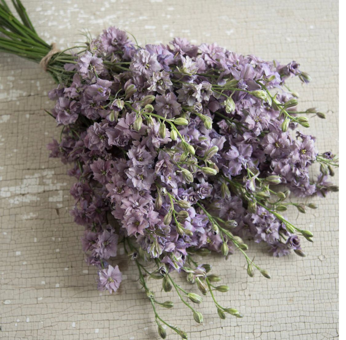 CONSOLIDA ajacis Misty Lavender