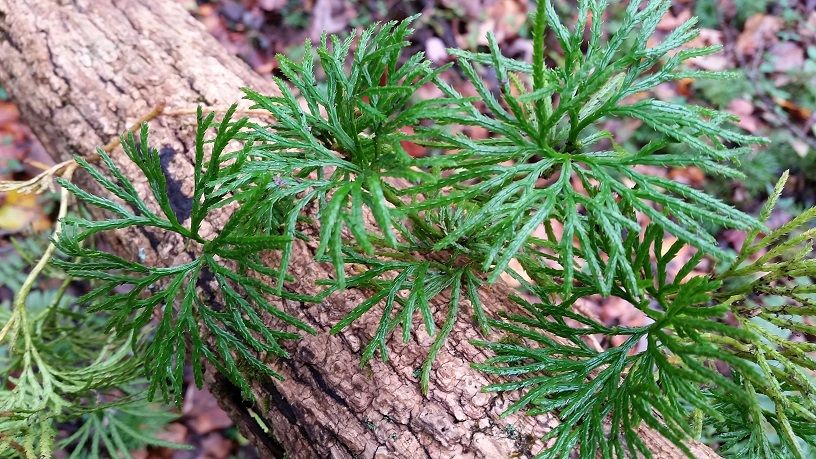 DIPHASIASTRUM digitatum