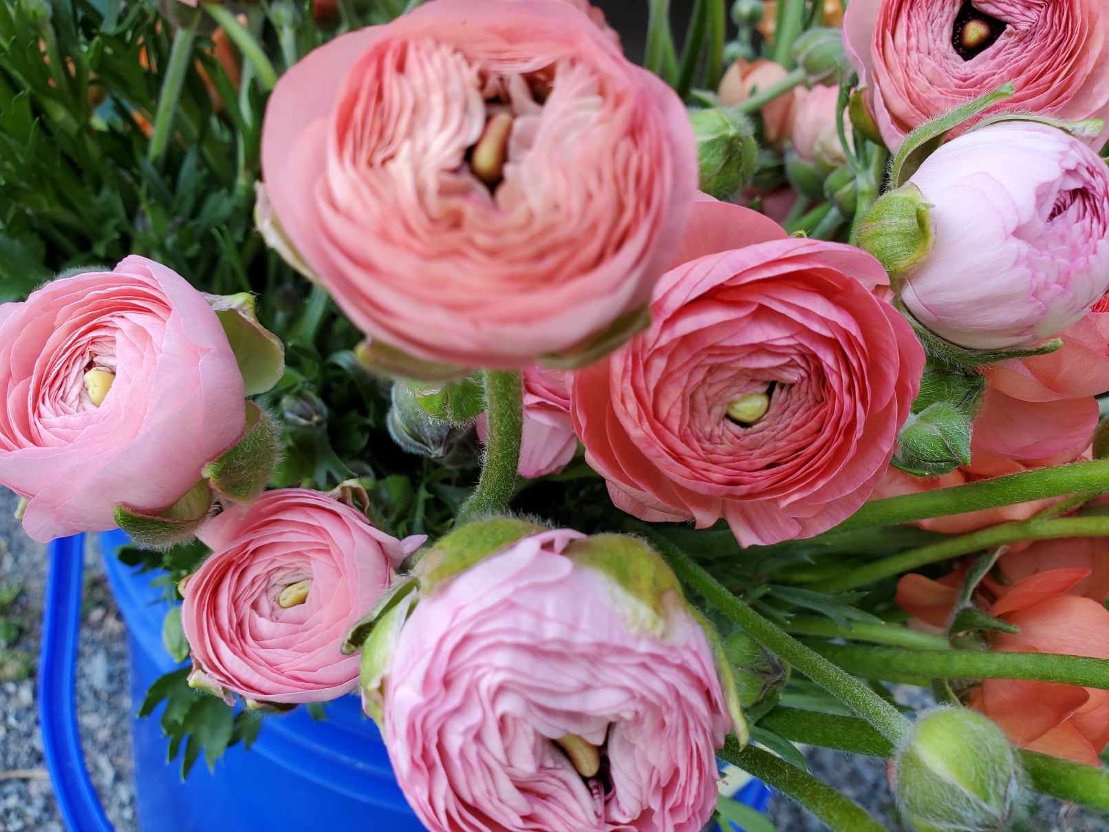RANUNCULUS