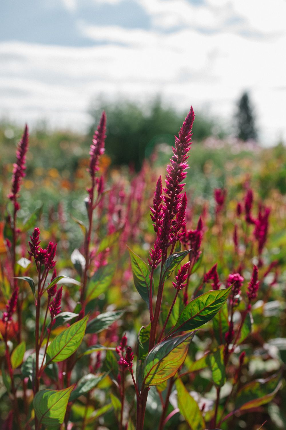 CELOSIA argentea spicata Ruby Parfait