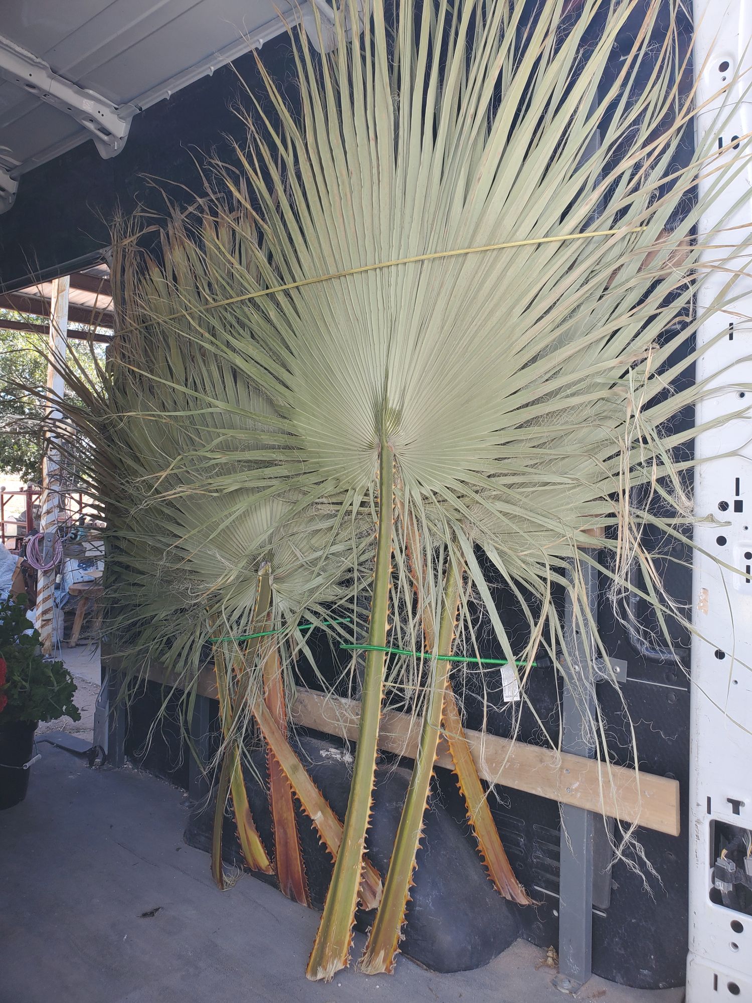 ARECACEAE