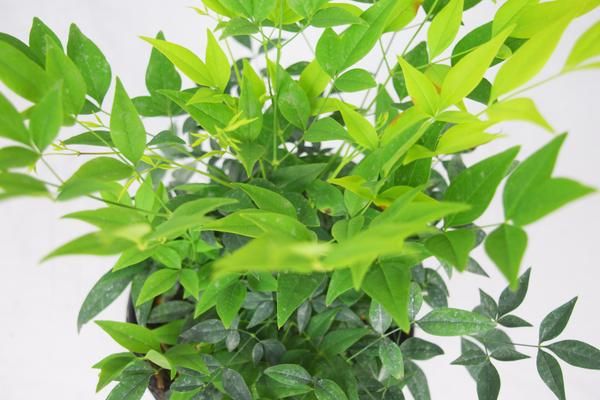 NANDINA domestica