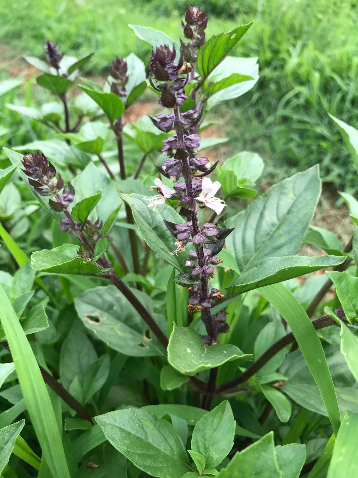 OCIMUM basilicum Cinamonette