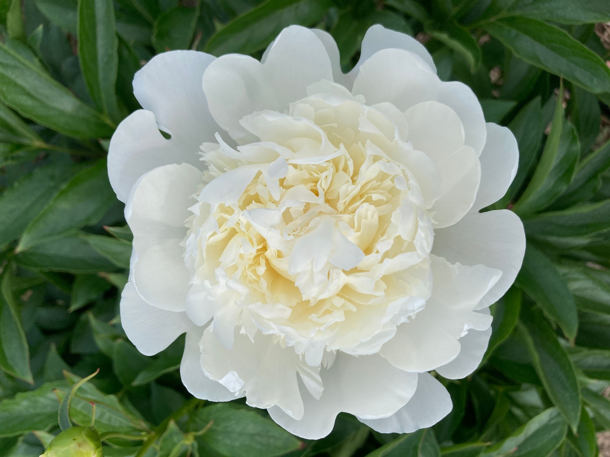 PAEONIA