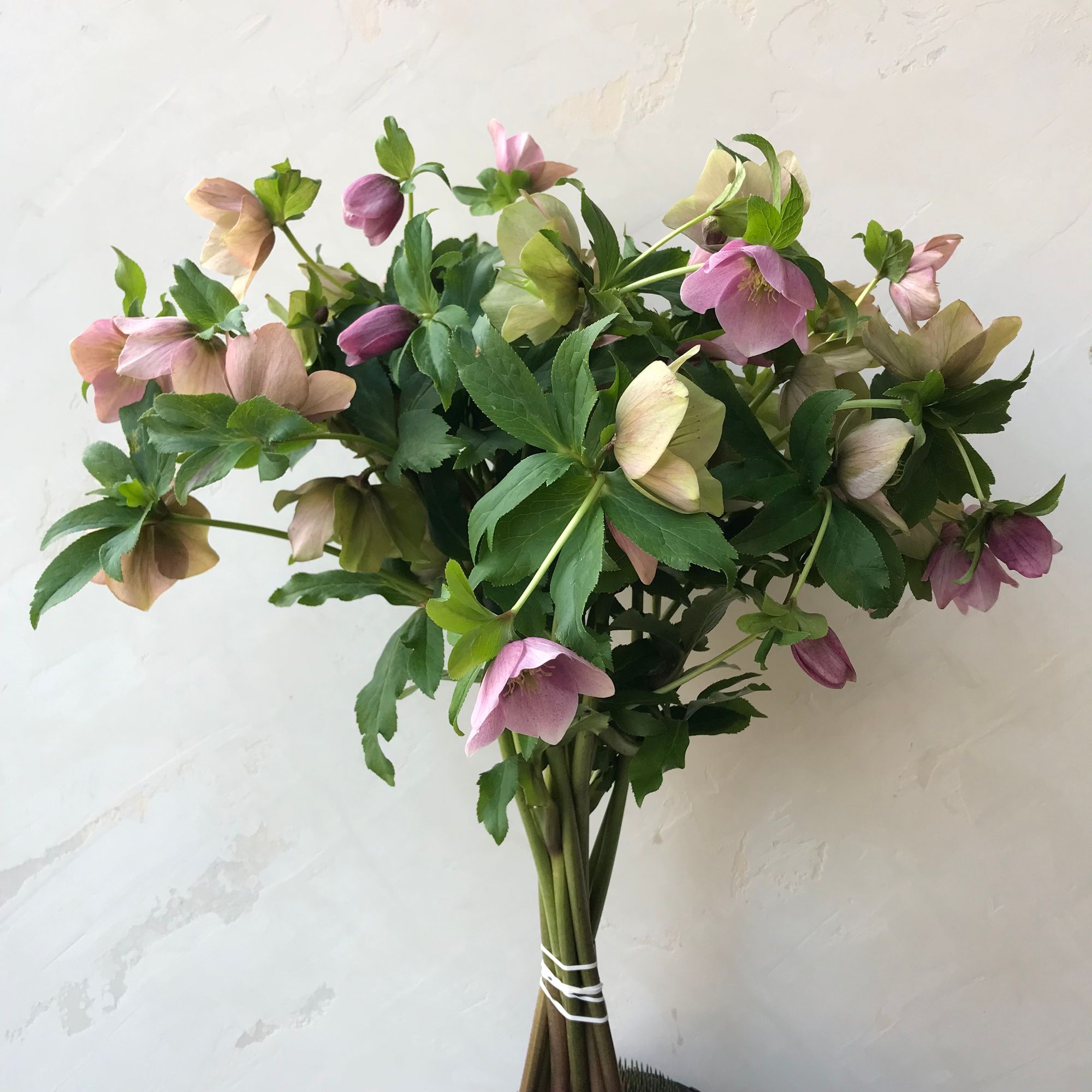 HELLEBORUS x hybridus