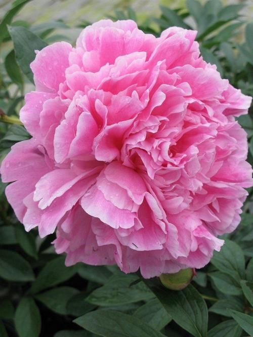 PAEONIA lactiflora Dr. Alexander Fleming