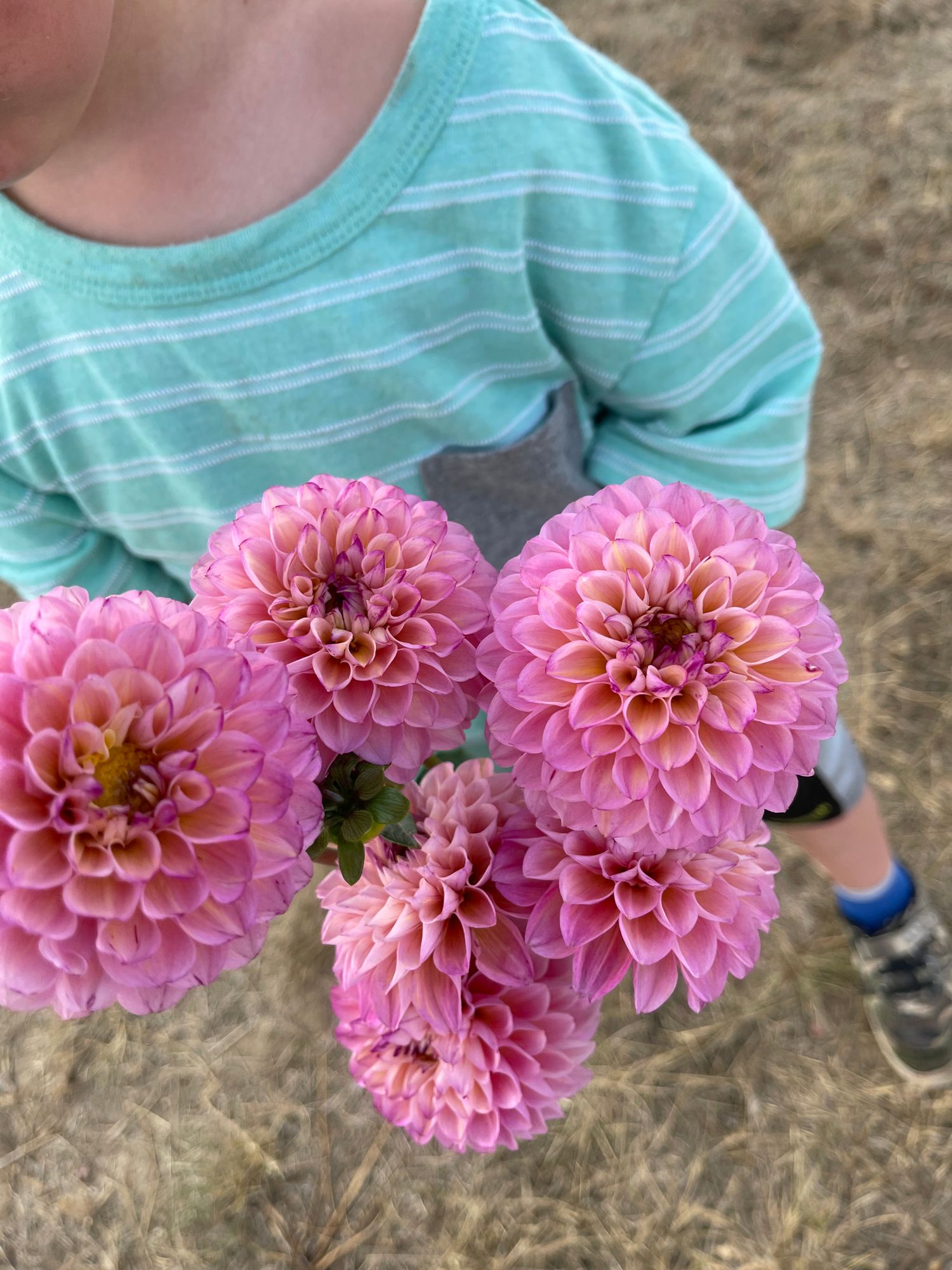 DAHLIA Wine Eyed Jill