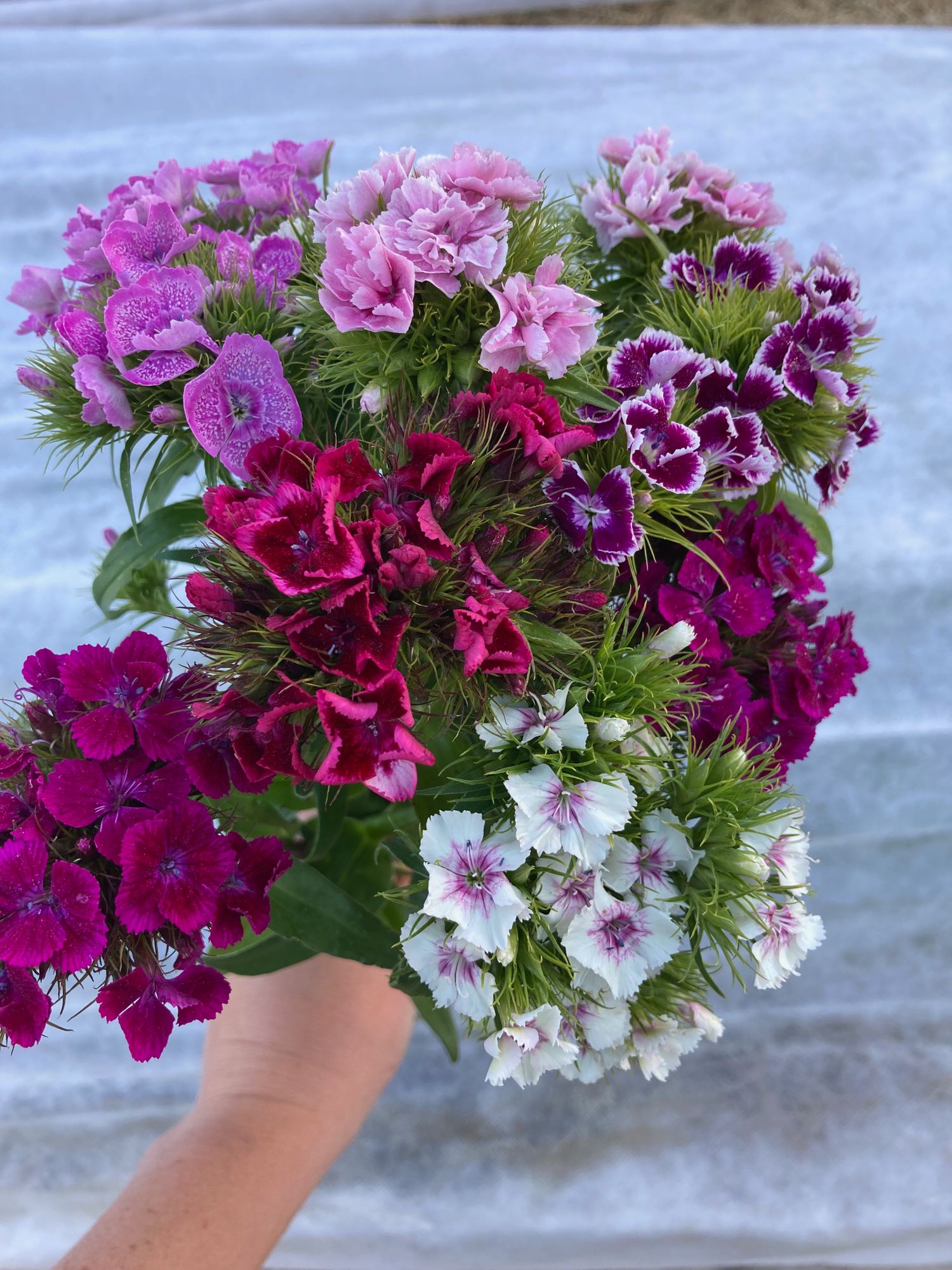 DIANTHUS barbatus
