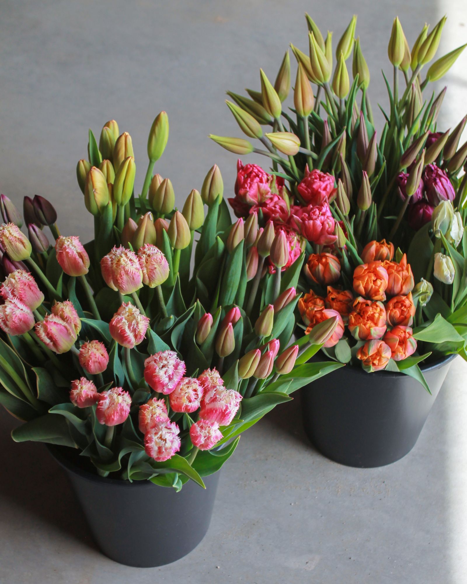 Mixed Tulip Bucket