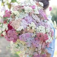 ACHILLEA millefolium