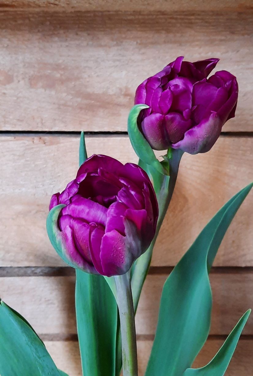 TULIPA Negrita
