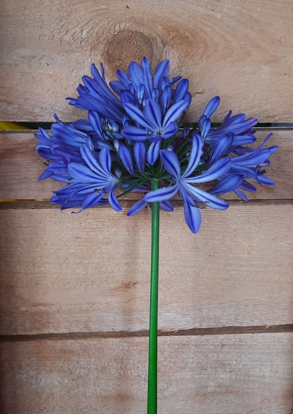 AGAPANTHUS praecox