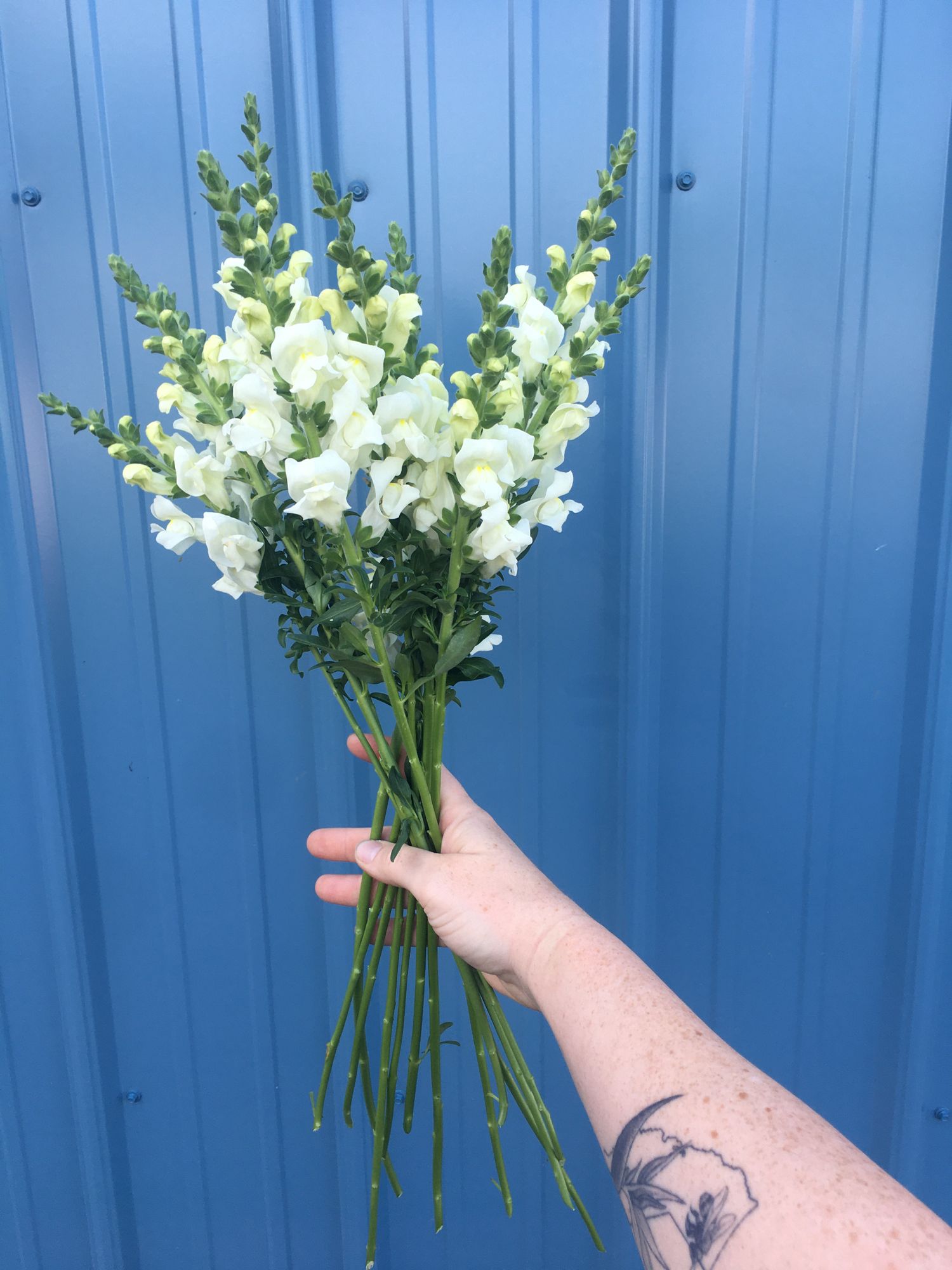 ANTIRRHINUM majus