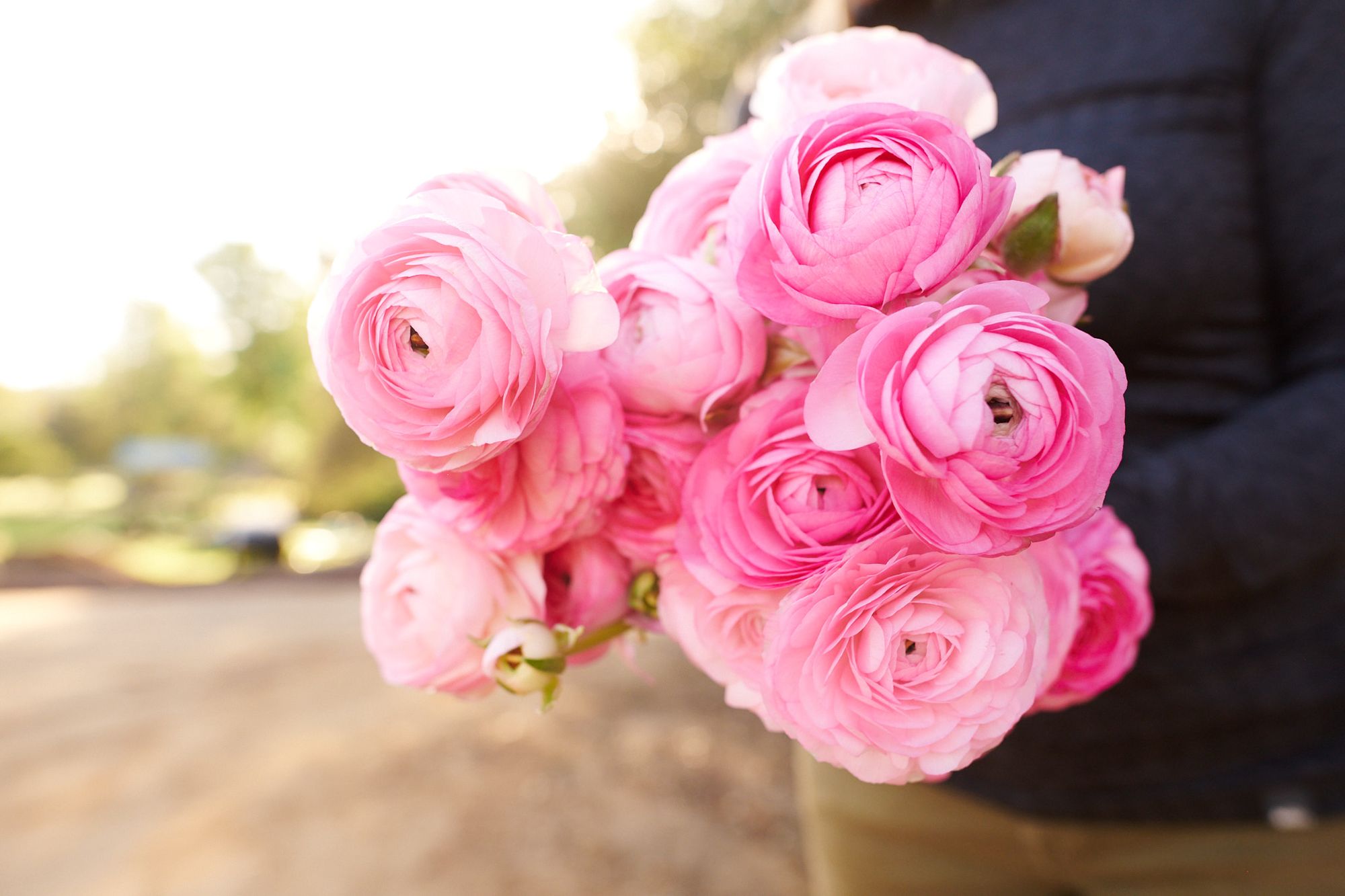 RANUNCULUS Amandine Rose