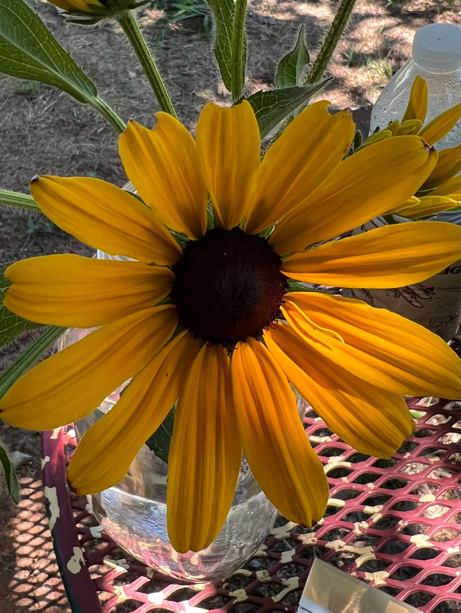 RUDBECKIA hirta Indian Summer