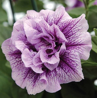 PETUNIA Double Allegretta