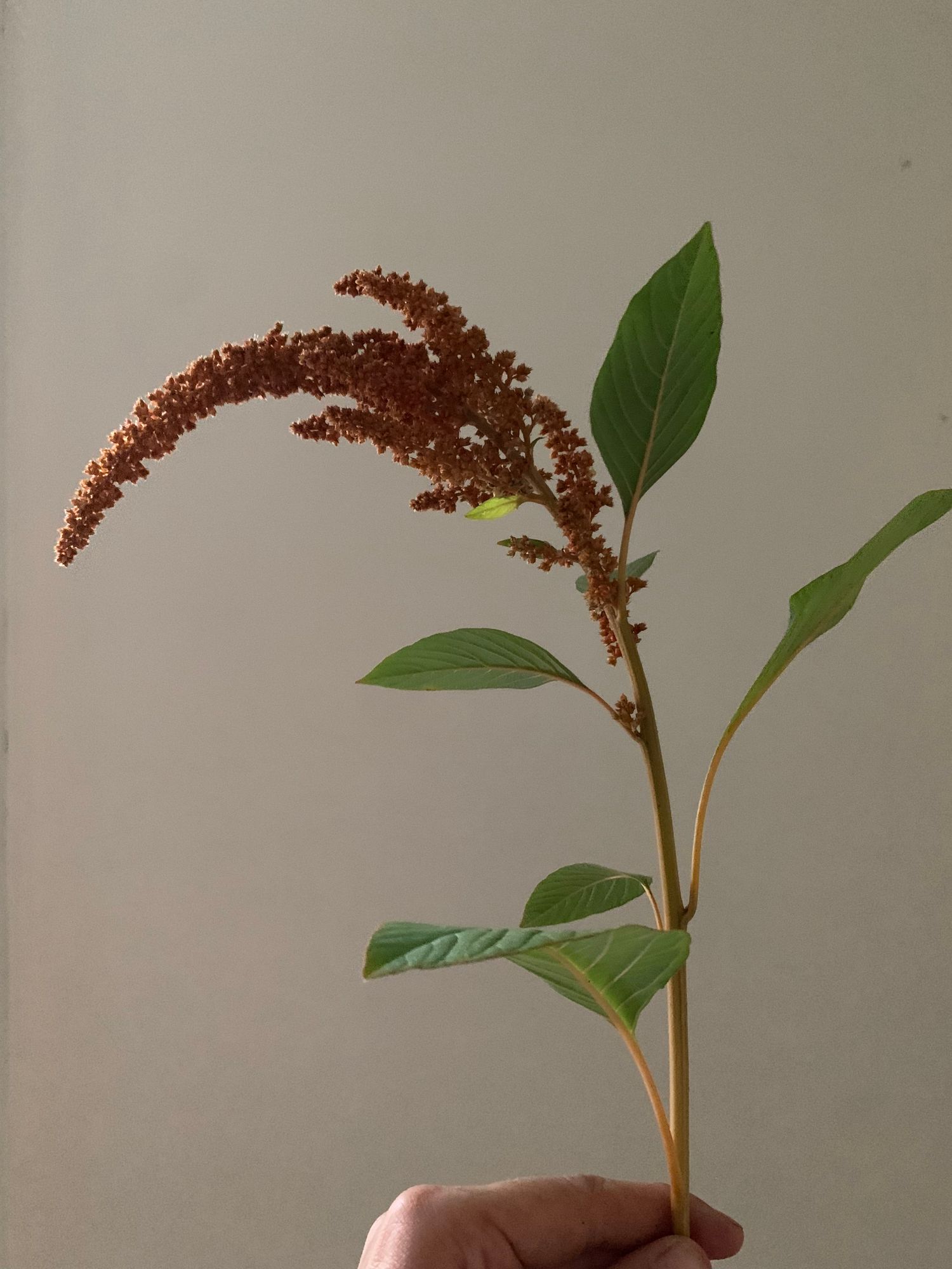 AMARANTHUS cruentus Hot Biscuits