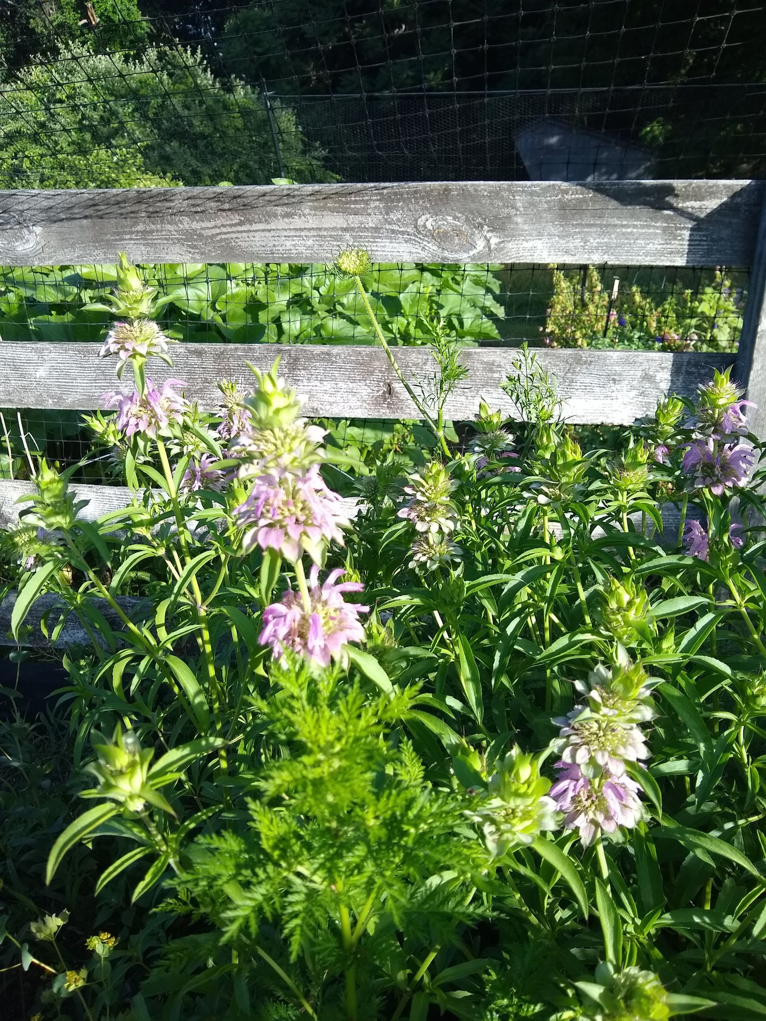 MONARDA citriodora Lambada