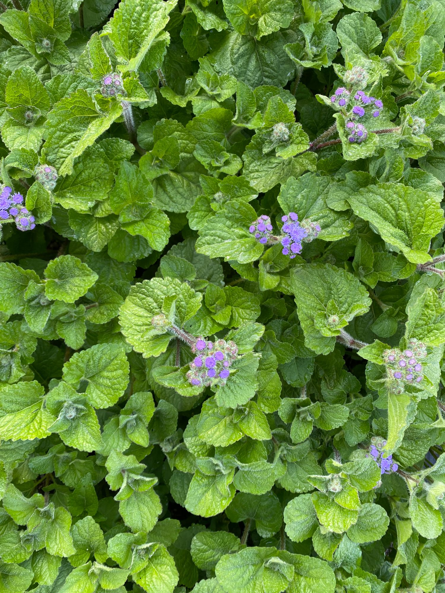 AGERATUM houstonianum Blue Horizon