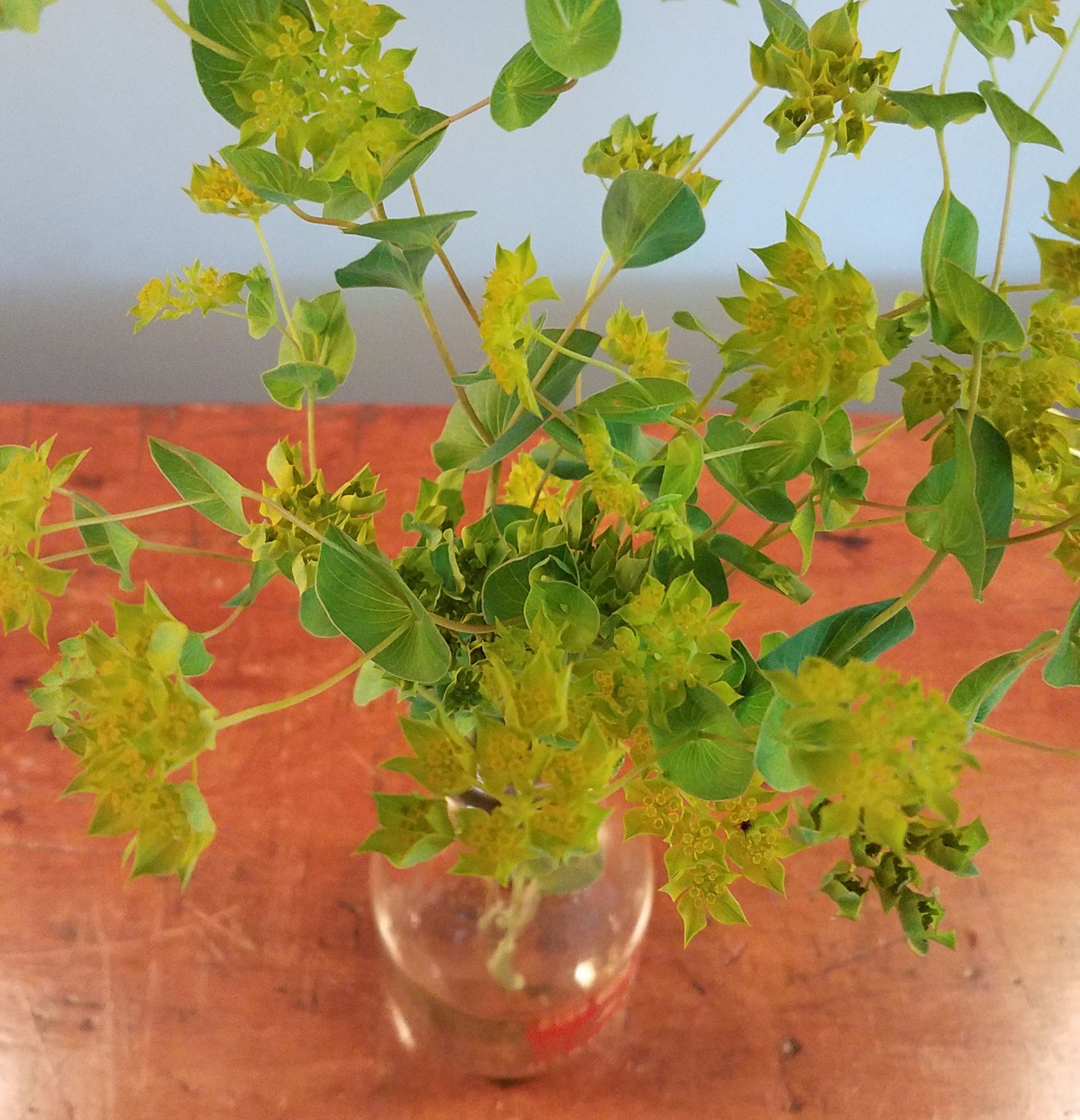 Bupleurum griffithii green gold
