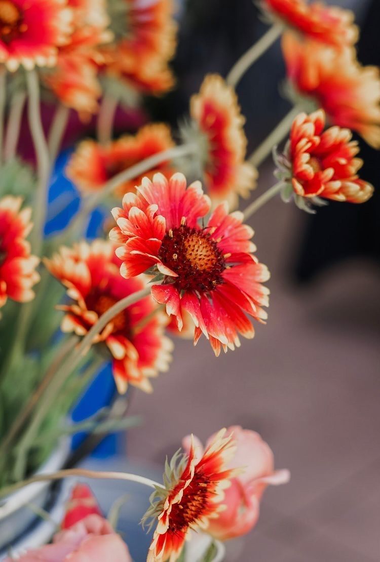 GAILLARDIA aristata