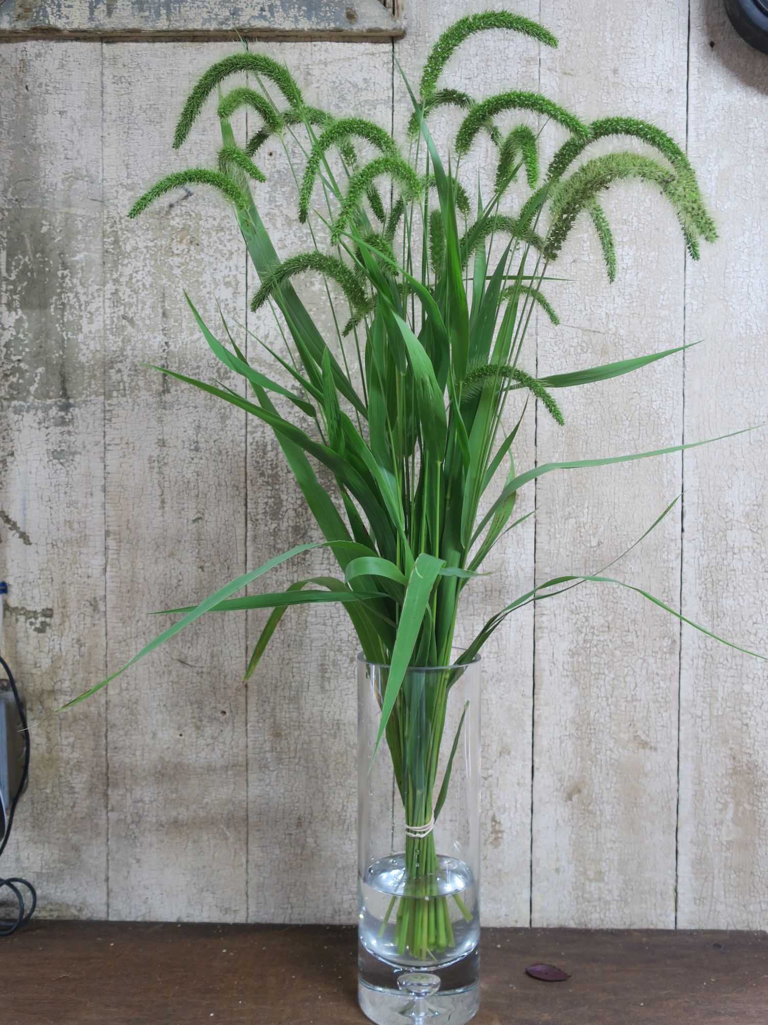 STIPA capillata