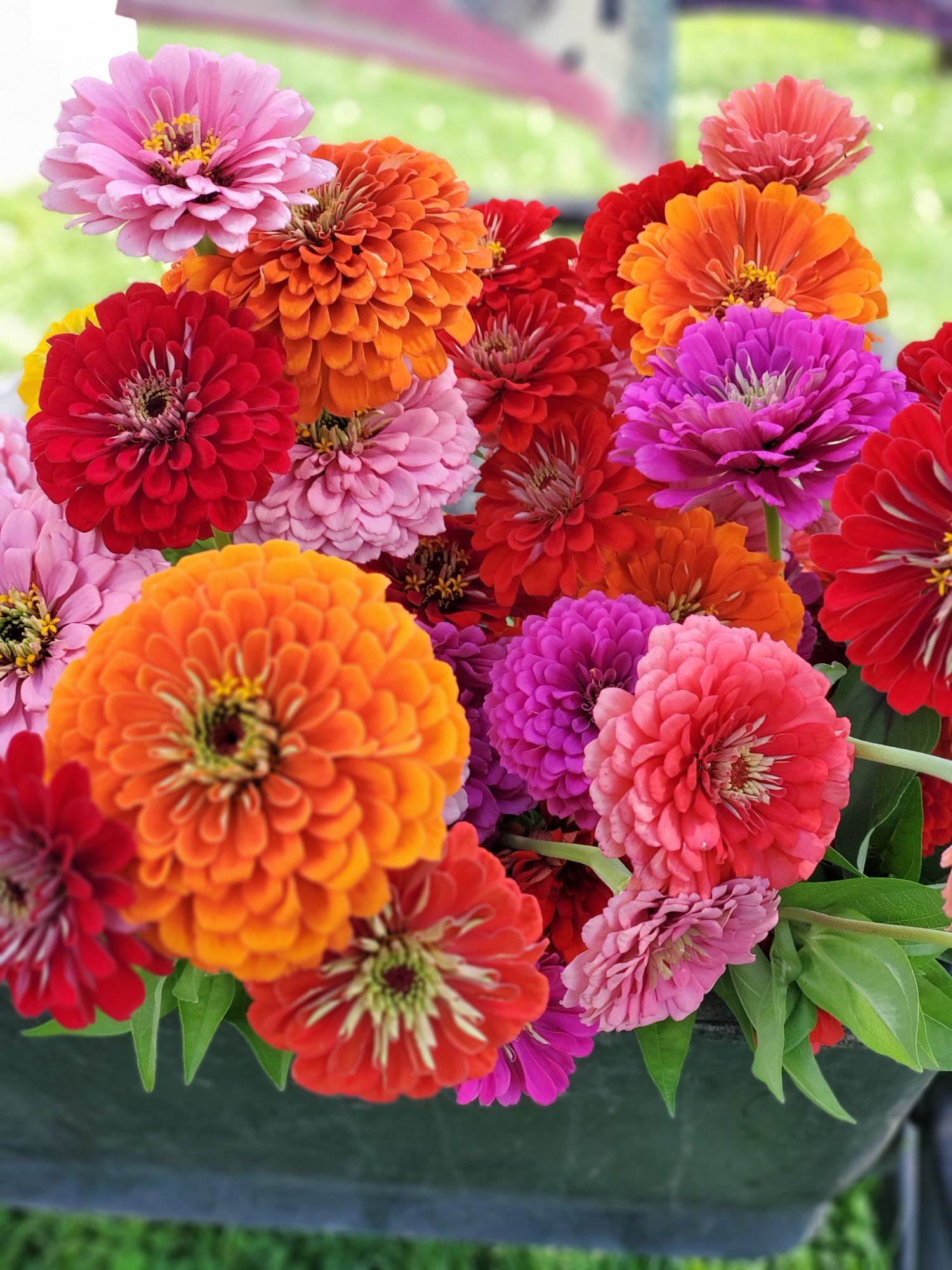 ZINNIA elegans Benarys Giant