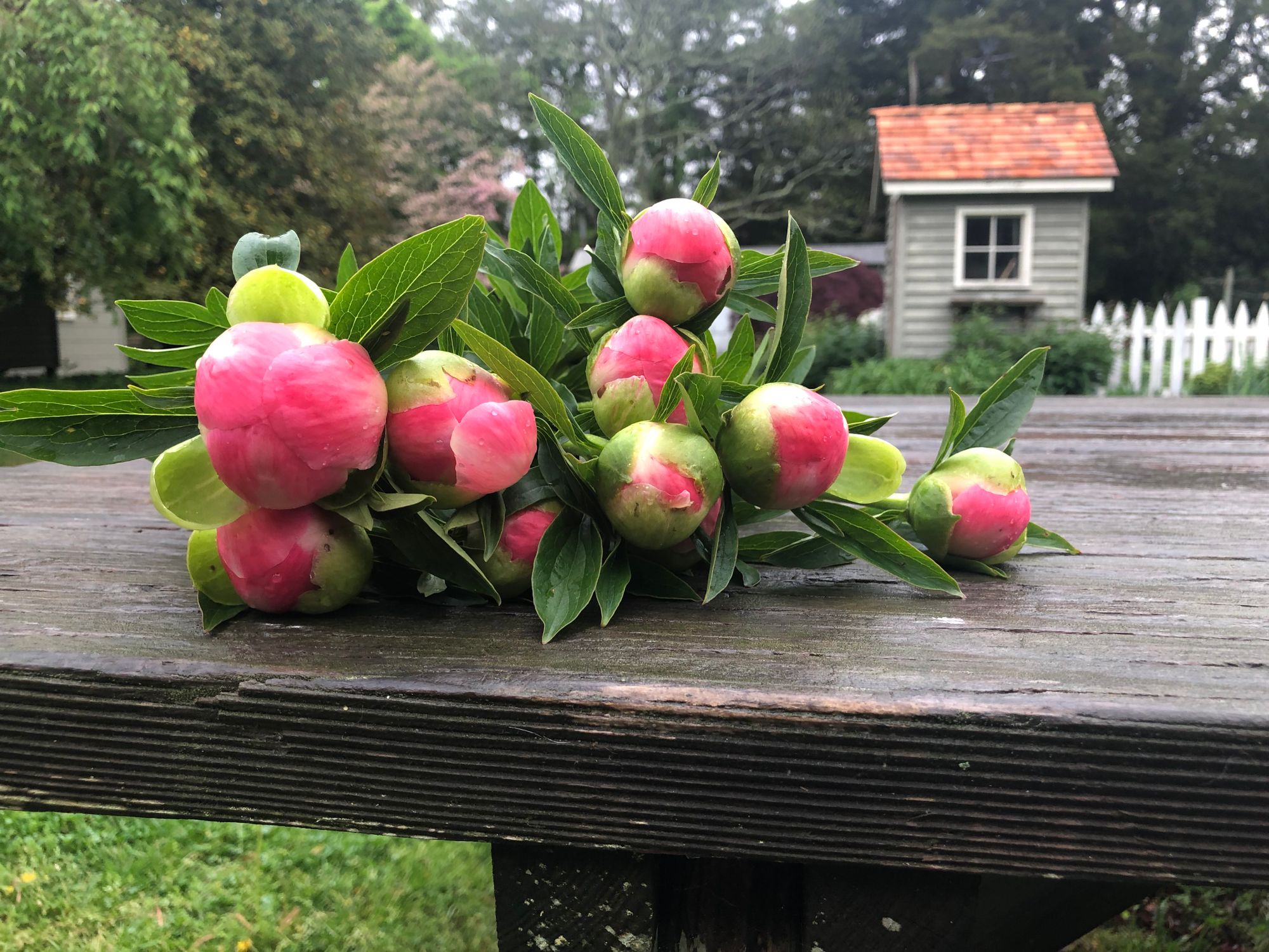 PAEONIA lactiflora Coral Charm
