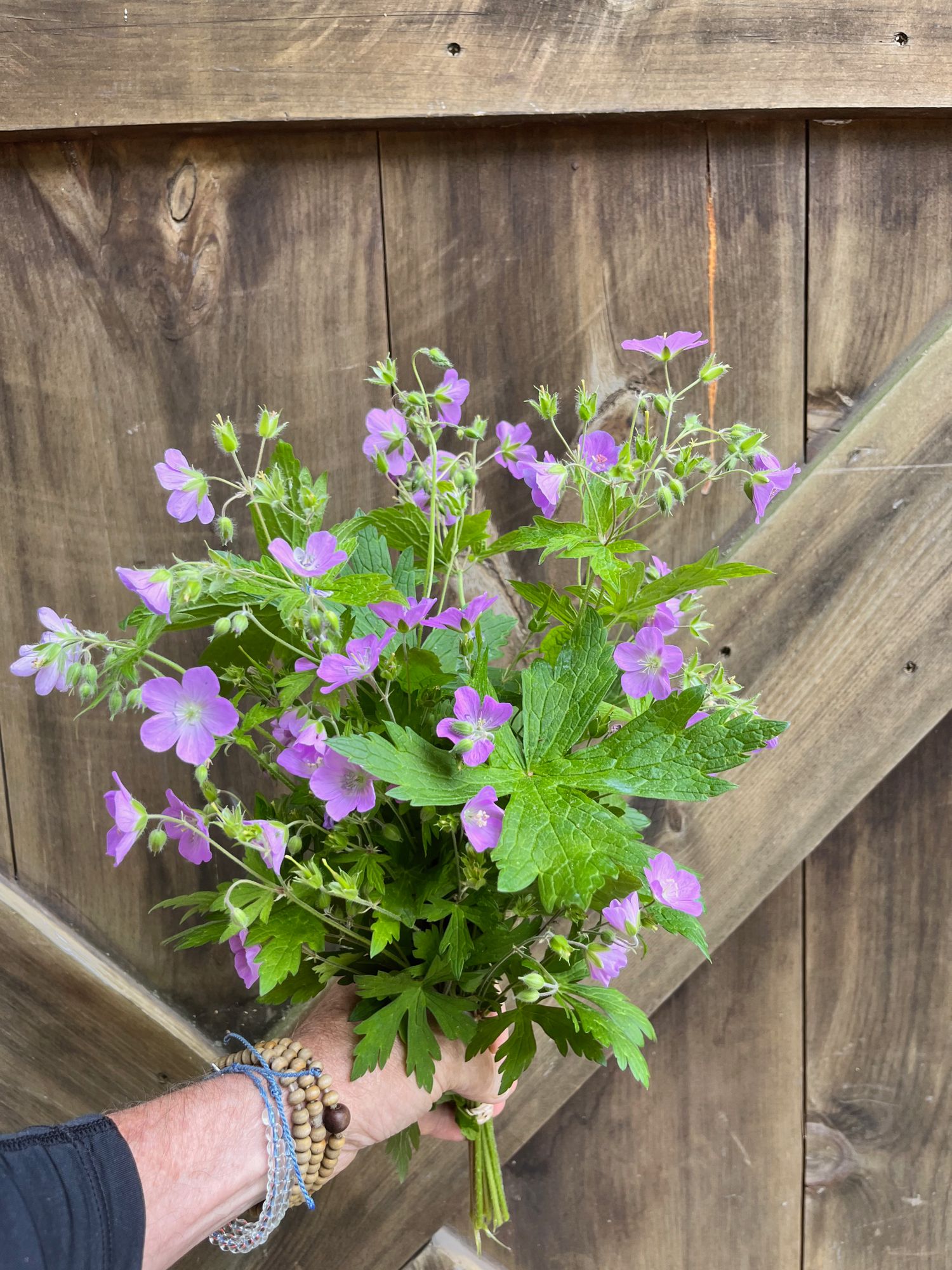 GERANIUM aristatum