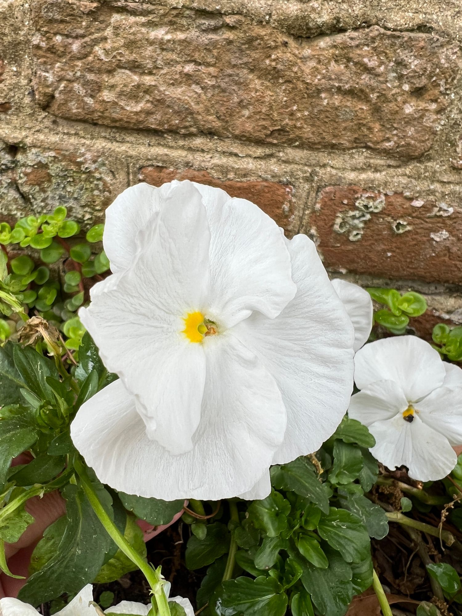 VIOLA