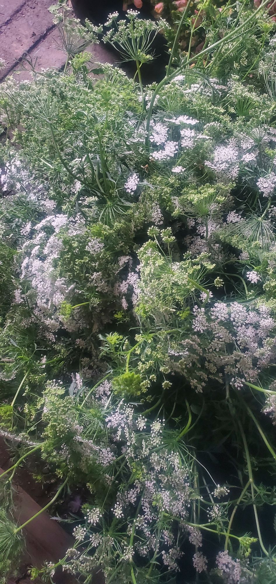 AMMI majus