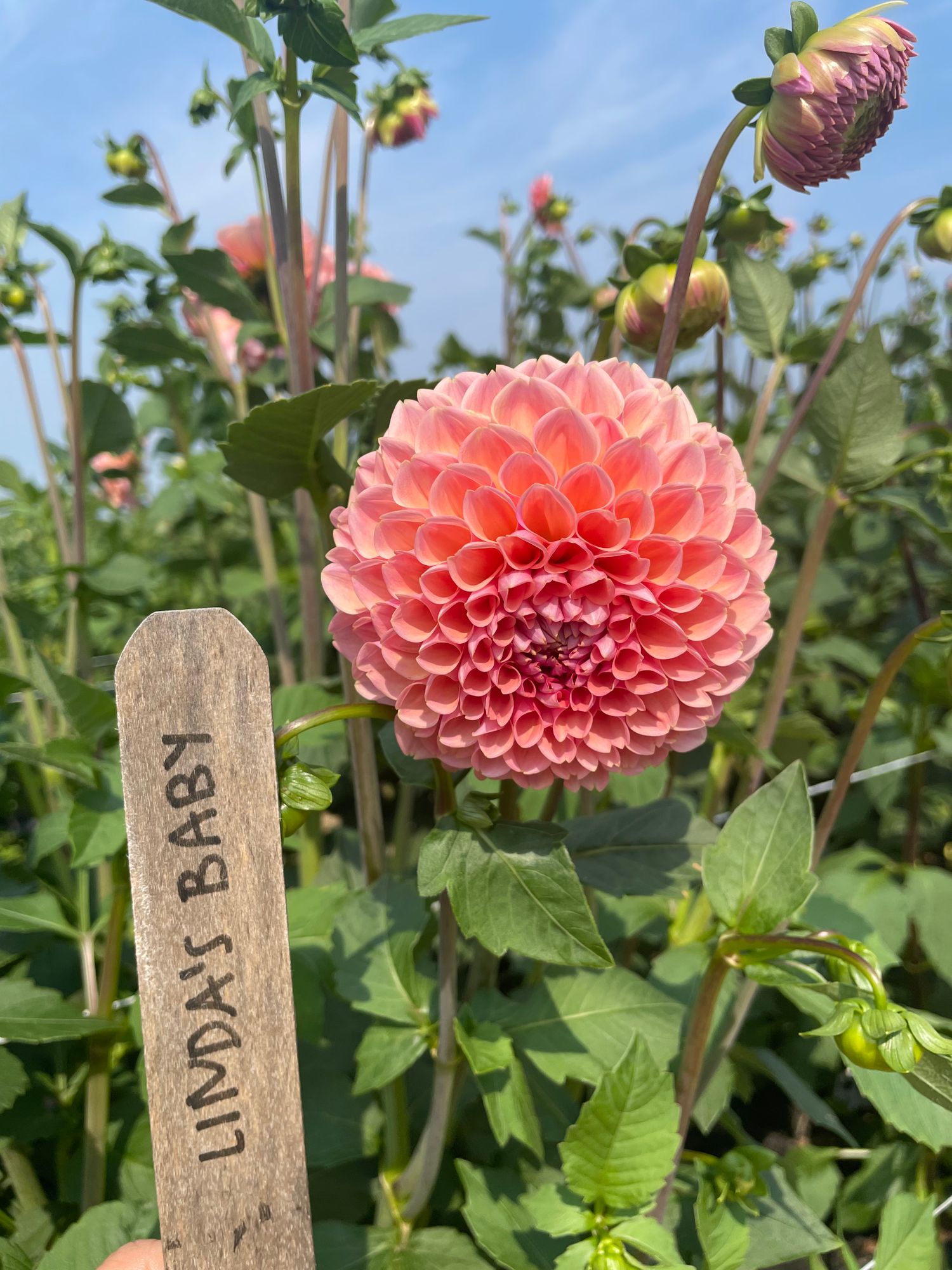 DAHLIA Lindas Baby