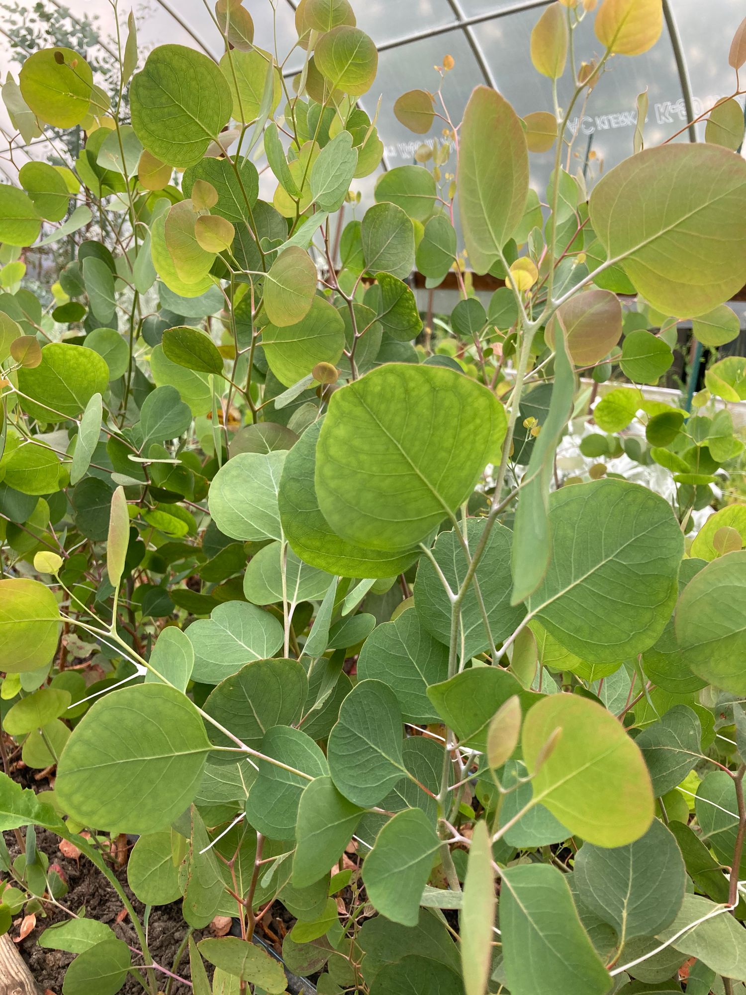 EUCALYPTUS polyanthemos