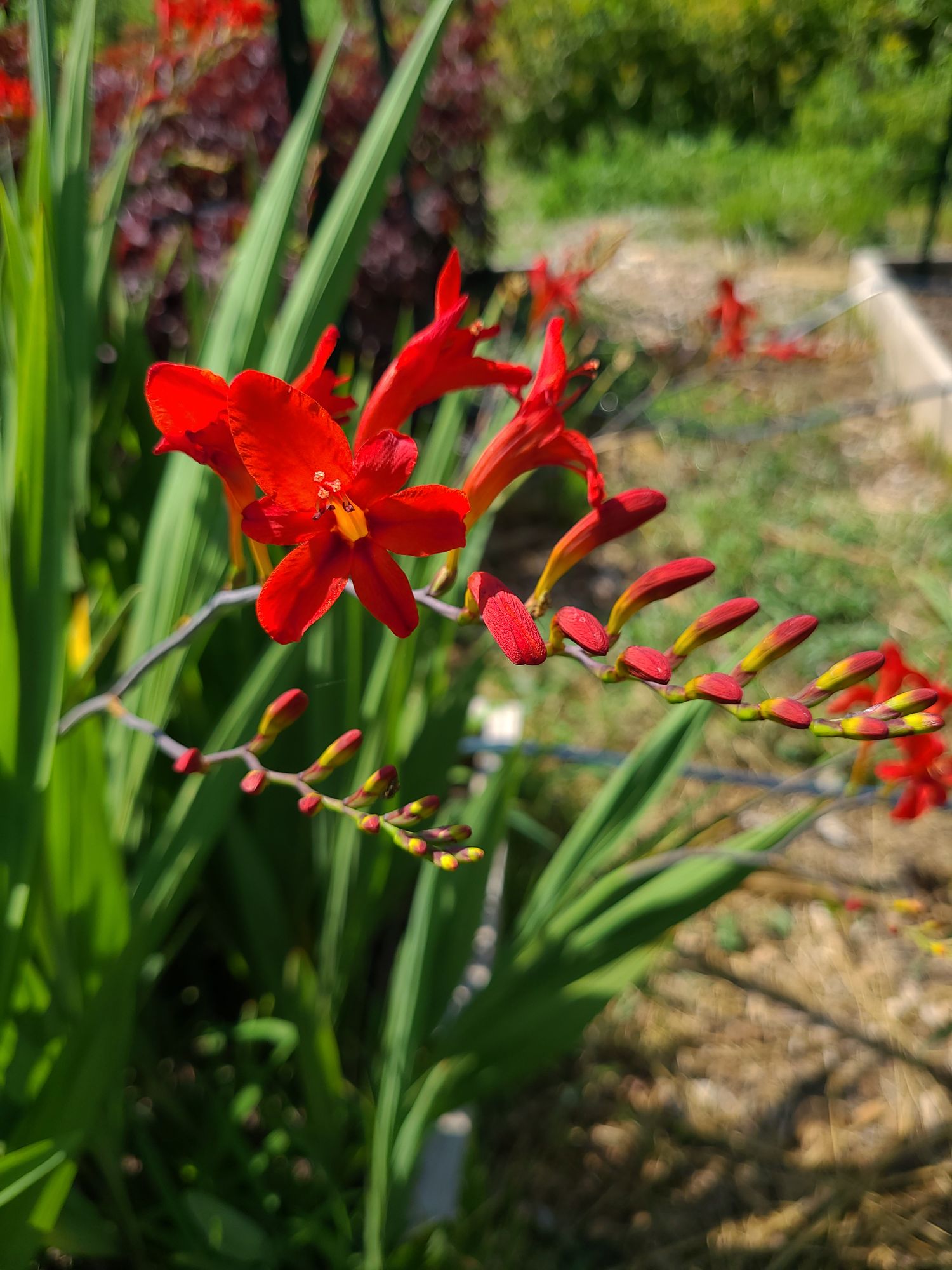 CROCOSMIA masoniorum x paniculata Lucifer