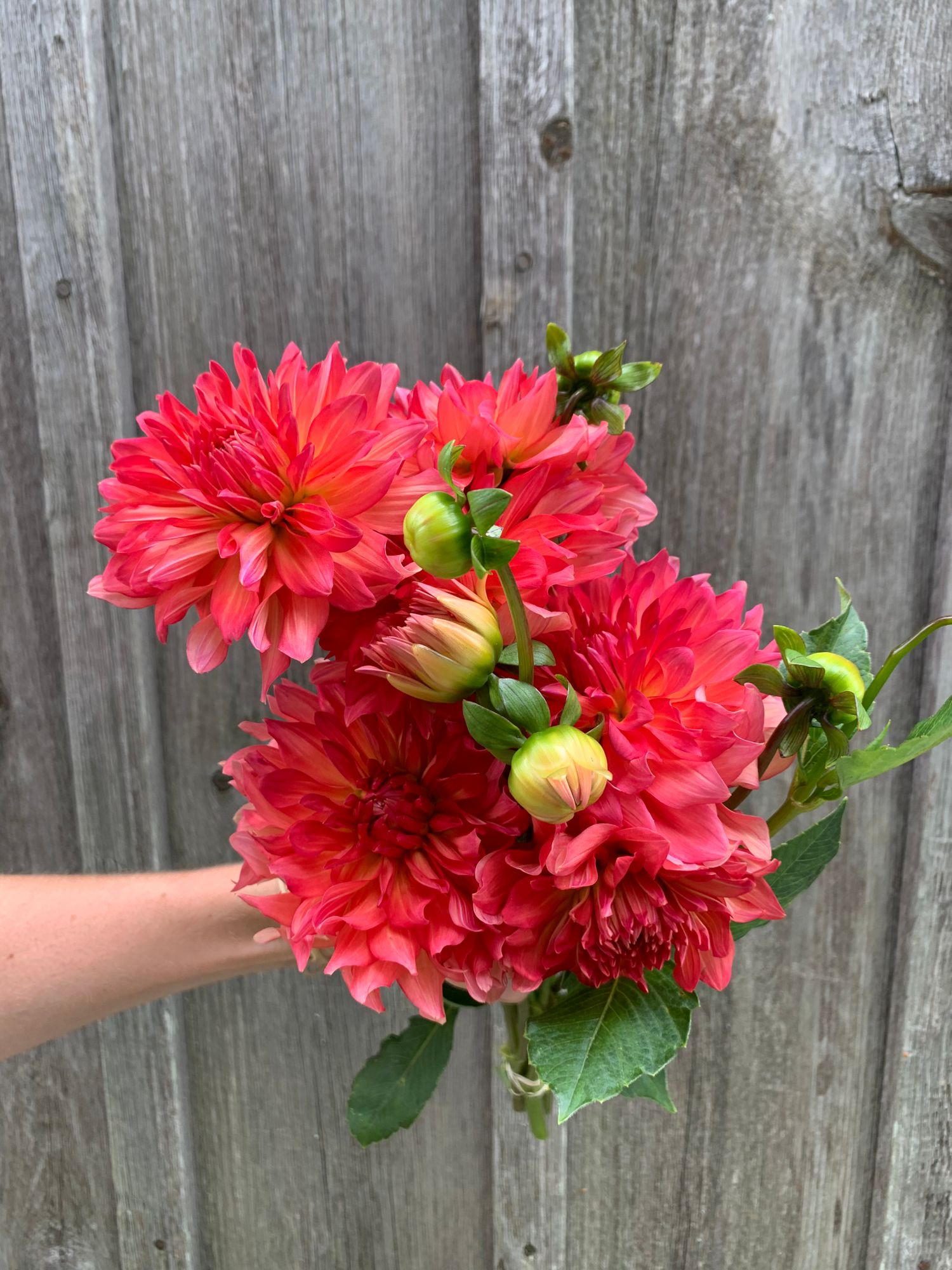 DAHLIA